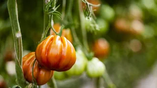Neue Studie – Tomaten warnen Nachbarpflanzen mit Duft vor Viren und Insekten