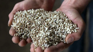 Blockierte Strasse von Hormus – Warum jetzt der Dünger knapp wird