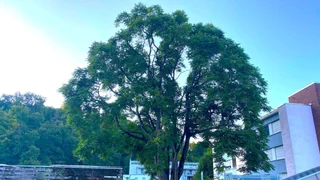Invasive Arten – Der Götterbaum muss weg – einfacher gesagt, als getan