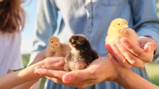 Tierwohl im Stall – Küken lieben menschliche Zuwendung
