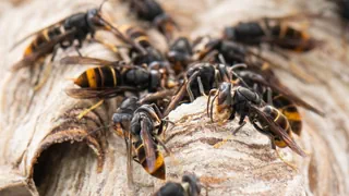 Bekämpfung von Invasoren – Asiatische Hornisse gefährdet Bienen und Natur in der Schweiz