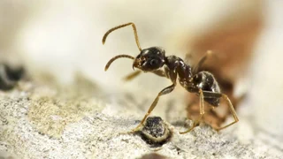 Ameisen-Putsch – Brutale Strategie einer parasitären Ameise
