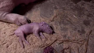 Schweinezucht – Fall von Tierquälerei im Kanton Waadt aufgedeckt