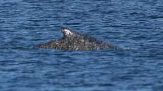  – Buckelwal «Timmy» schwimmt – verharrt dann aber wieder