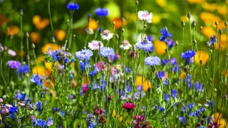 Biodiversität unter Druck – Die Artenvielfalt schwindet und der Mensch ist verantwortlich