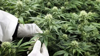 Studie zu Cannabiskonsum – St. Gallen testet den Versand von Cannabis
