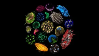 Schönheit unter Wasser – So sieht die Struktur von Plankton aus