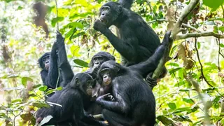 Kooperation statt Kraft – Bonobo-Weibchen verbünden sich – und sichern sich so ihre Macht