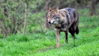 Mythen-Check – Leben mit dem Wolf: Wie viel Wahrheit steckt hinter den Mythen