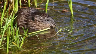 Invasive Tiere – Eingeschleppte Arten: «Wir können nicht einfach alles vergiften»