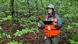 Klimawandel – Schweizer Wald: 140-jährige Buchen könnten bal