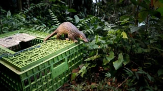 Studie – Handel mit Wildtieren erhöht Übertragung von Krankheitserregern