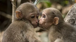 Der erste Kuss – 20 Millionen Jahre Küssen: Die überraschende Wahrheit