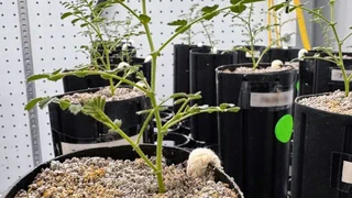 Space Farming – Kichererbsen können auch auf Mondstaub wachsen