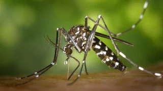 Invasive Stechmücke – Expertin für Tigermücken: «Ein ganzer Schwarm hat uns gestochen»