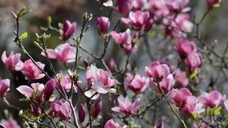 Kältetage nördlich der Alpen – «Wintermezzo» lässt die Blütenblätter welken – was man tun kann