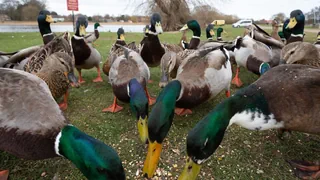 Vögel, Kühe und Menschen – Wie gefährlich ist die Vogelgrippe aktuell?