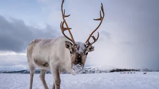 Rudolph oder Rudolphine? – Wechselnde Augenfarbe, Luft im Fell: 7 Fun Facts über Rentiere