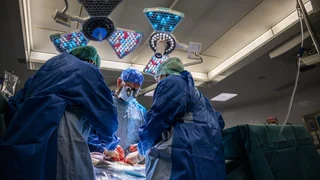 Xenotransplantation – Tierische Organe für Menschen zeigen klinische Erfolge