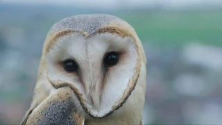 Greifvögel im Aufwind – In der Schweiz erleben grosse Vogelarten ein Comeback
