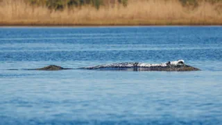 «Timmy» in der Ostsee – Walrettung: Wenn Gefühle stärker als Fakten sind