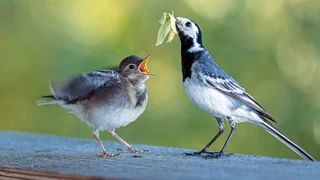 Bedrohte Biodiversität – «Schweizer Vögel essen künftig Chips statt Haferbrei»