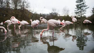 Erfolg von Forschungsprojekt – Impfung von Zoovögeln gegen Vogelgrippe scheint zu wirken