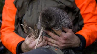 Erfreuliche Wiederentdeckung – Der seltenste Kiwi taucht wieder auf