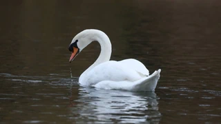 HPAI im Kanton Uri – Schwan mit Vogelgrippe: Erster Schweizer Fall der Saison