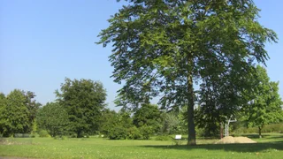 Invasive Pflanzen – Aggressiver Götterbaum – nutzen statt ausrotten