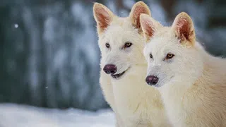 Mehr Marketing als Sensation – Rückkehr des Schattenwolfs? Eine wissenschaftliche Mogelpackung