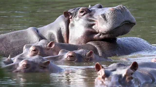 Invasives Erbe von Drogenbaron – Einst von Escobar importiert: Kolumbien will 80 Flusspferde töten