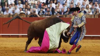 Sevilla – Schwere Verletzung bei Stierkampf: Stier spiesst Torero auf
