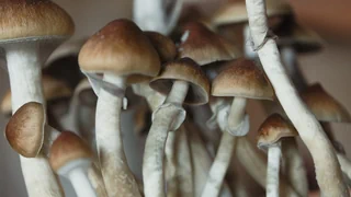 Neue Studienergebnisse – Psilocybin hilft bei aust