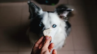 Positive Tiererziehung – Wie Belohnung die Beziehung zwischen Mensch und Haustier stärkt