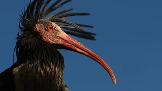Rückkehr des Waldrapps – Die Küken sind da! Das Comeback eines schrägen Vogels