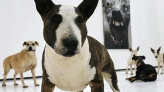 Kommunikation der Tiere – Wieso Hunde so gut die Absichten der Menschen erkennen