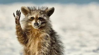 Prämierte Schnappschüsse – So urkomisch und charmant können Tiere sein