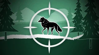 Wolf im Visier – Wolf in der Schweiz: Wann ist Schiessen erlaubt?