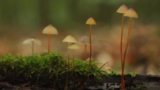 Grünes Licht im Dunkel – Zufallsfund in Zürich: Künstlerduo entdeckt leuchtenden Pilz
