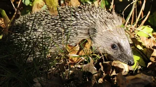 UNO-Biodiversitätsgipfel – «Igel in der Schweiz profitieren wenig vom Naturschutz in Uganda»