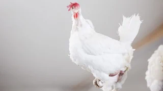 Fall in Mexiko – Erster Toter mit H5N2-Vogelgrippe: Was bis jetzt bekannt ist