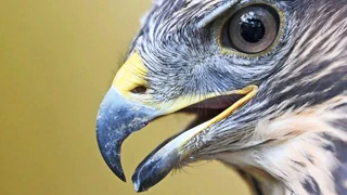 Greifvogel-Attacken in Belgien – Warum greifen Mäusebussarde Menschen an?