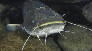 Raubfisch auf dem Vormarsch – Der Klimawandel macht den Wels stark