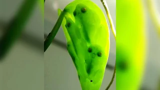 Perfekte Tarnung – Mit diesem Trick machen sich tropische Frösche unsichtbar