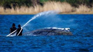 Waldrama in der Ostsee – Nur Buckelwal «Timmy» bewegt sich nicht