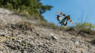 Pro Natura hat gewählt – Blauflügelige Ödlandschrecke ist Tier des Jahres 2023