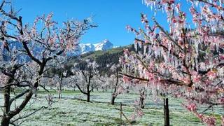 Frostschutz – Wie Eis vor Frost schützt
