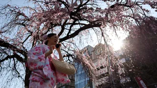 Bilder der Woche – Frühstart der Kirschblüte – und weitere Eindrücke der Woche