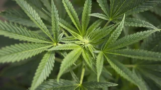 Neue Studie zu Schmerztherapie – Cannabis-Extrakt lindert chronische Rückenschmerzen